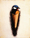 Eisvogel