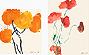 Oranger Mohn | Roter Mohn (Set)