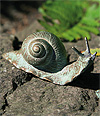 Schnecke 